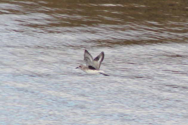 ダイゼン - ML647744962