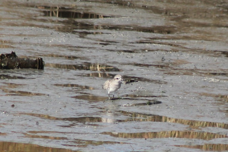 ダイゼン - ML647744963