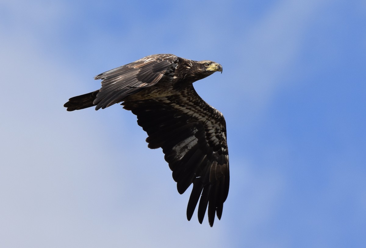 Bald Eagle - ML647744964