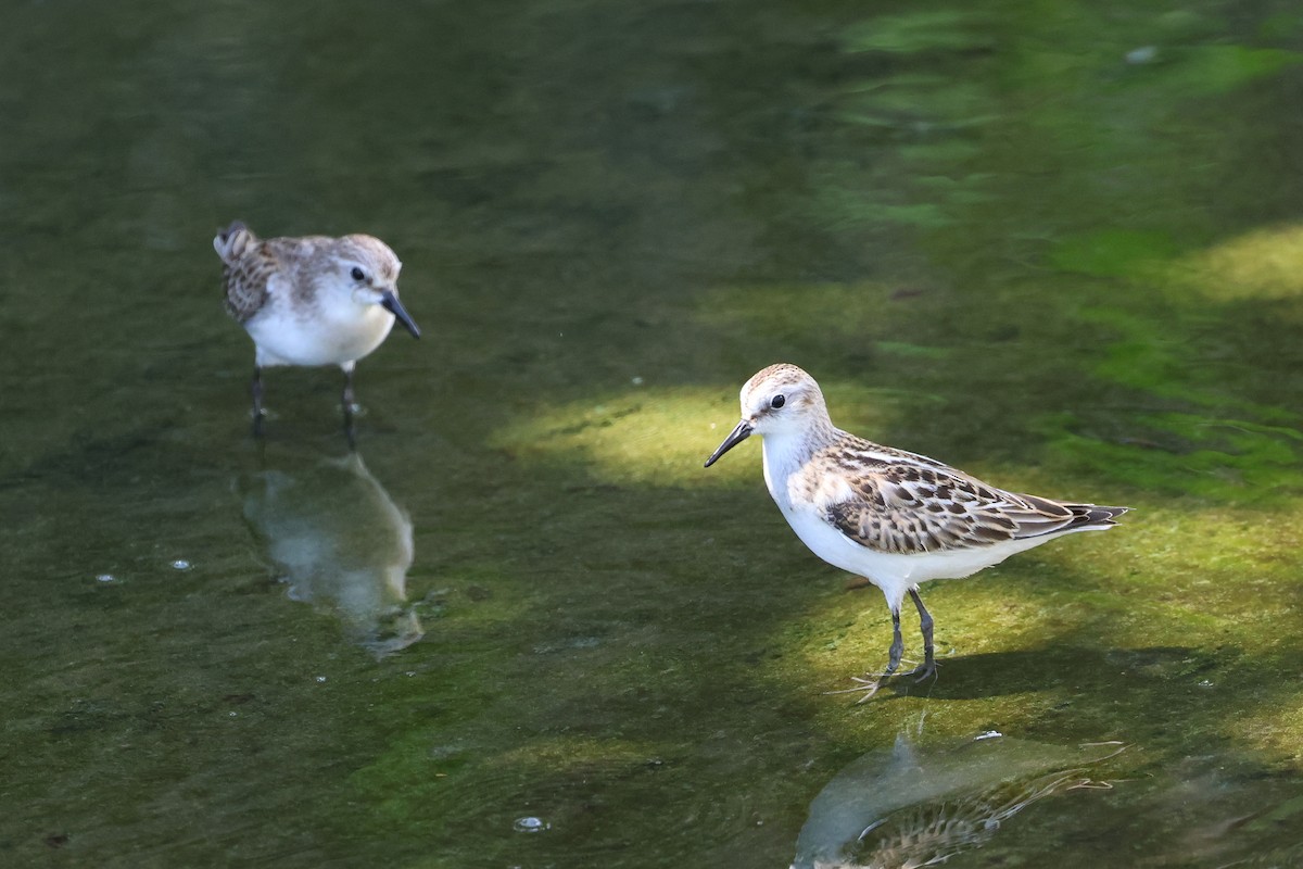 jespák malý - ML647744967