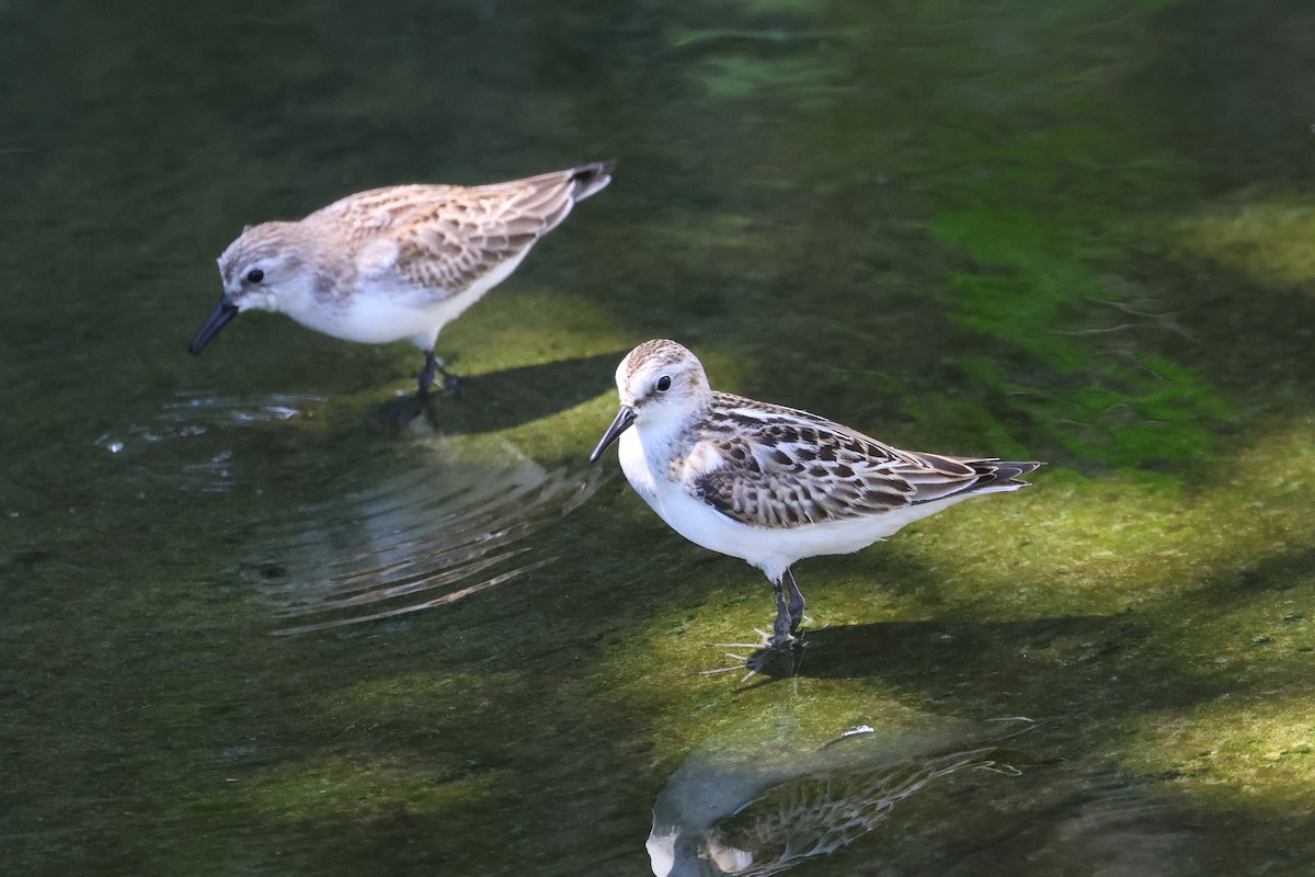 jespák malý - ML647744968