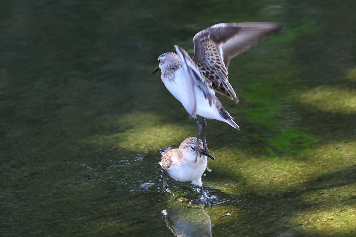 jespák malý - ML647744969