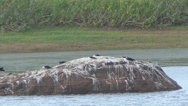 pižmovka hřebenatá - ML647744970