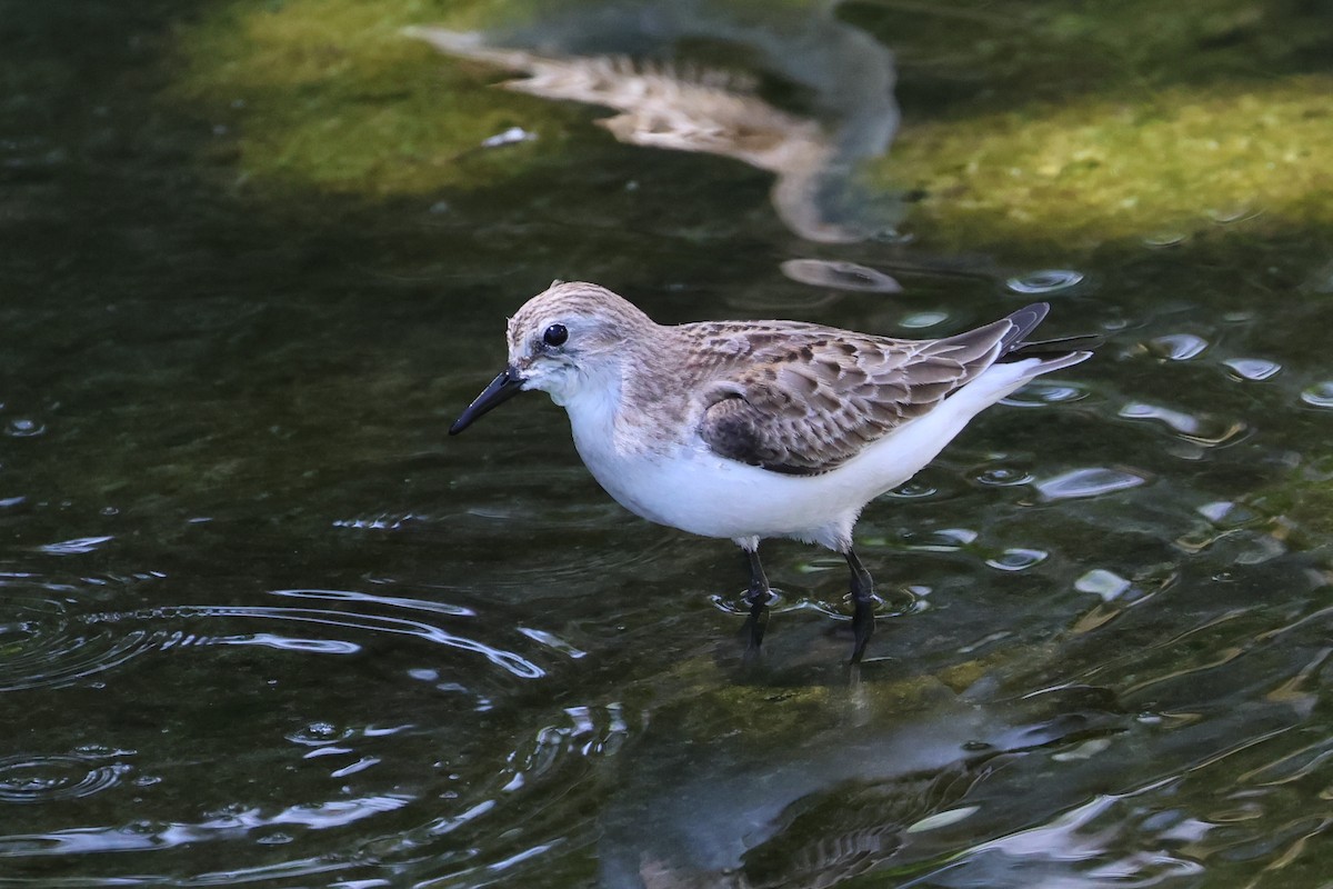 jespák rudokrký - ML647744972