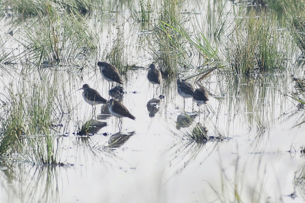 vodouš bahenní - ML647744977