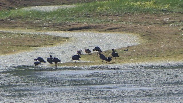 ibis hnědý - ML647744978