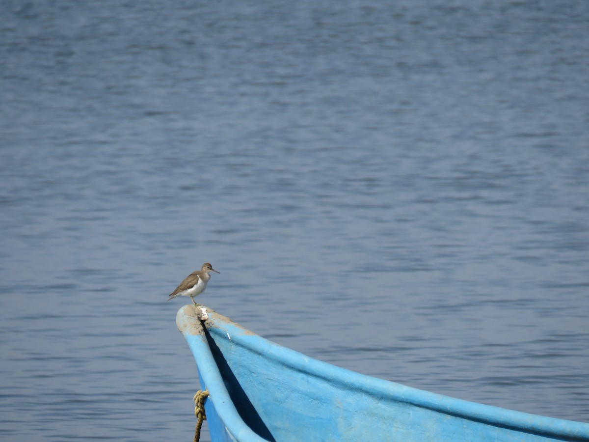 pisík obecný - ML647744979