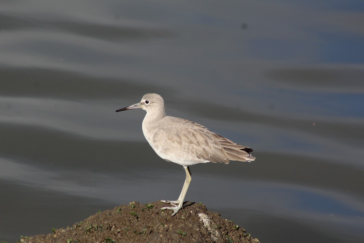 vodouš břehoušovitý (ssp. inornata) - ML647744981