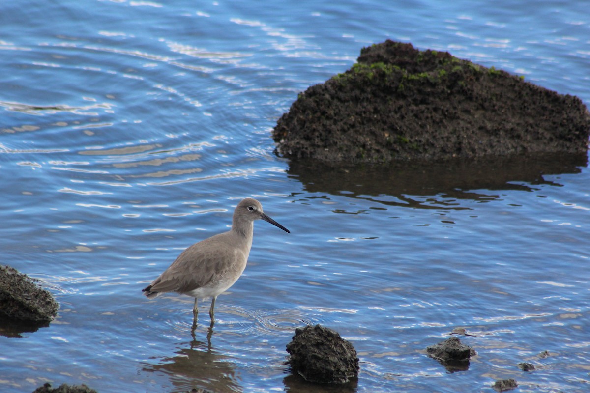 vodouš břehoušovitý (ssp. inornata) - ML647744982