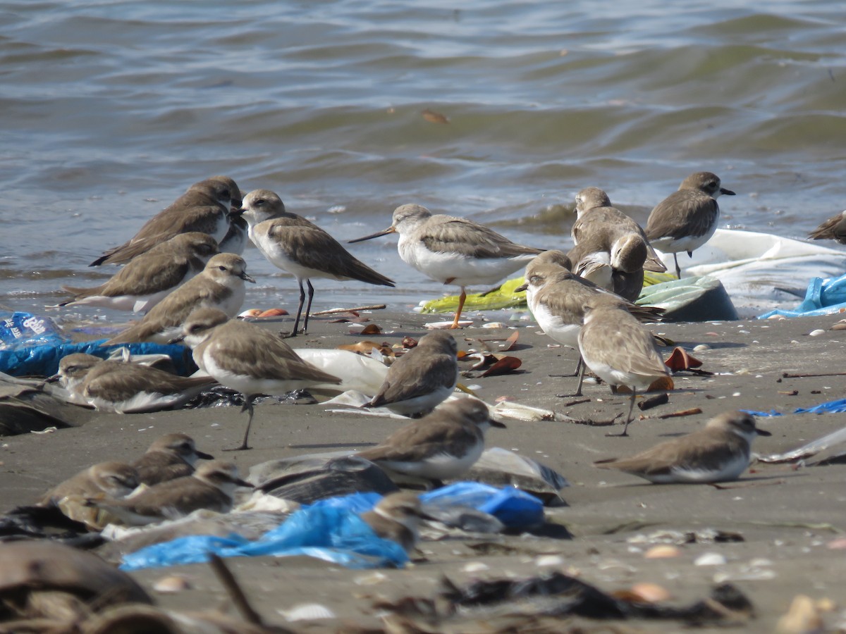 vodouš malý - ML647744983