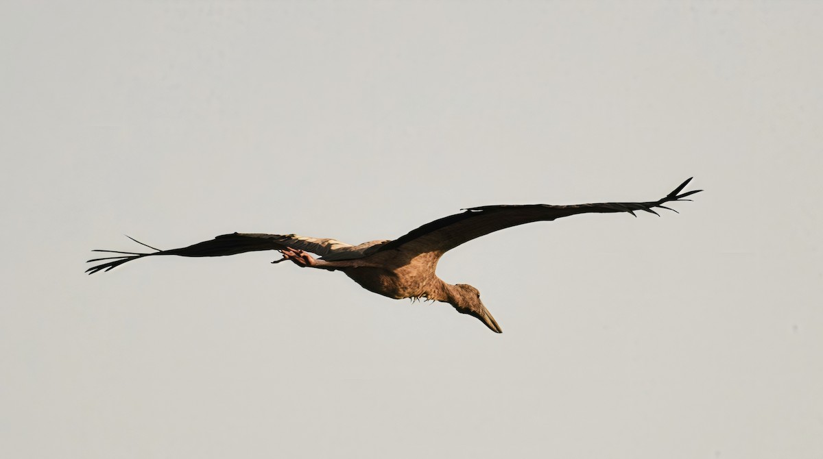 zejozob asijský - ML647744984