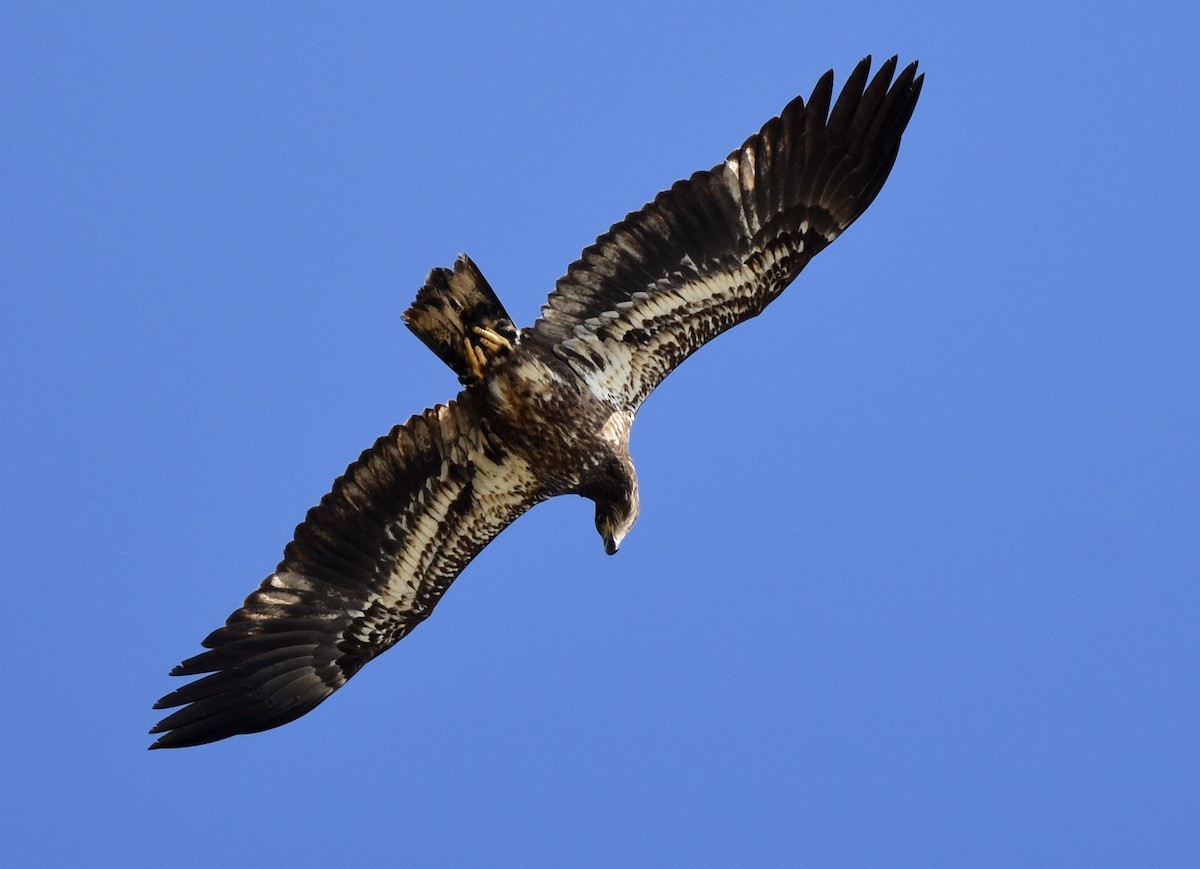 orel bělohlavý - ML647744985