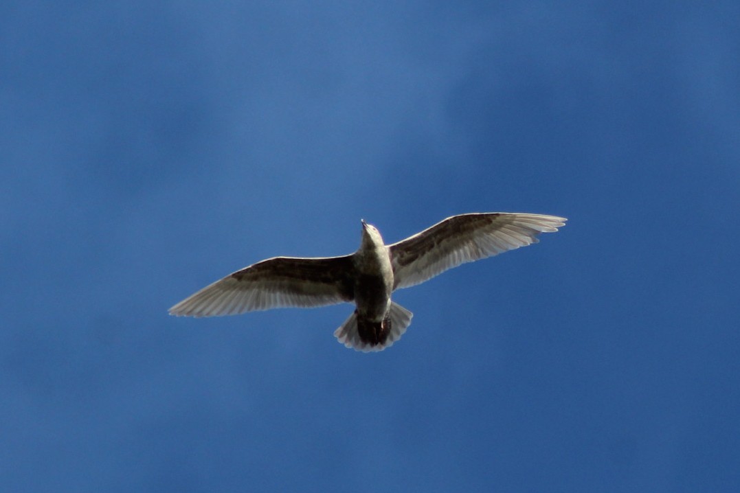 racek šedokřídlý - ML647744987