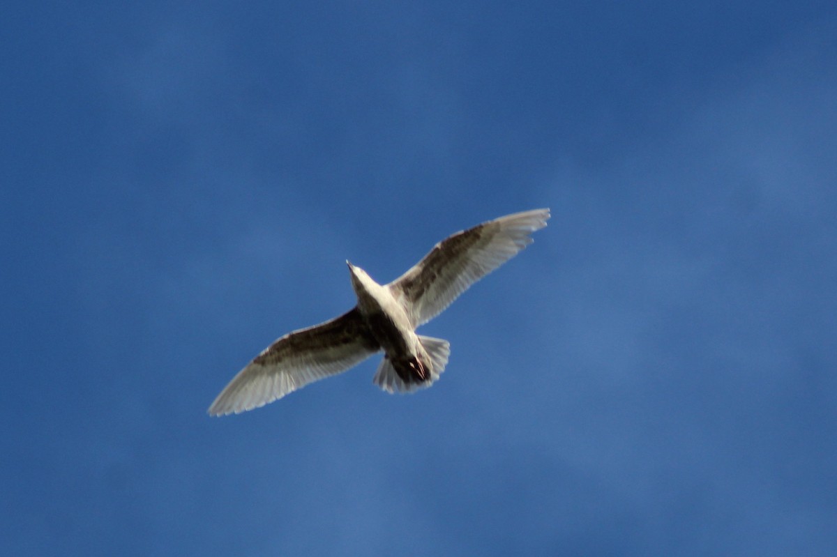 racek šedokřídlý - ML647744988