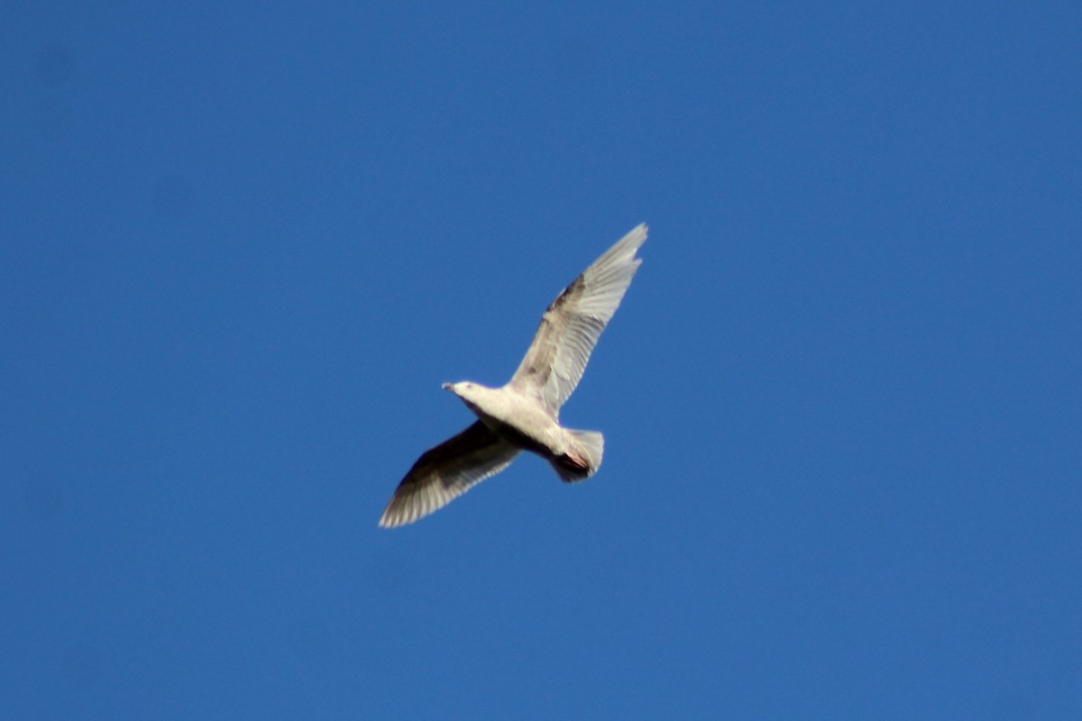 racek šedokřídlý - ML647744989