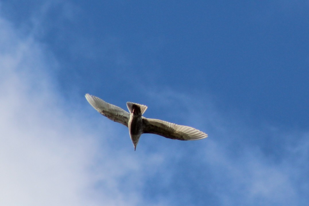 racek šedokřídlý - ML647744990