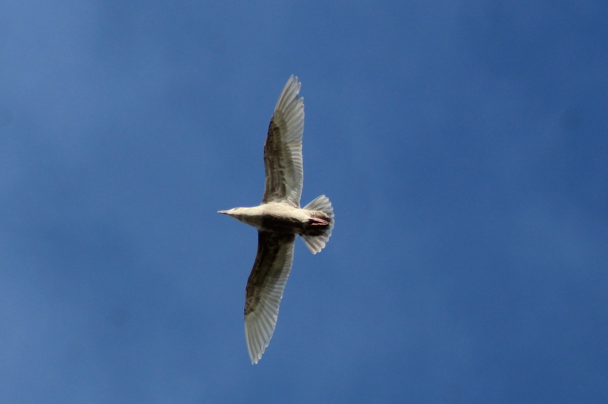 racek šedokřídlý - ML647744991