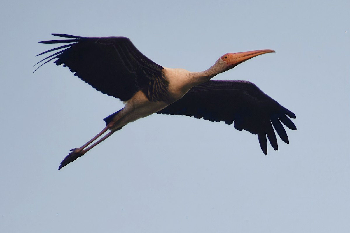 nesyt indický - ML647744992