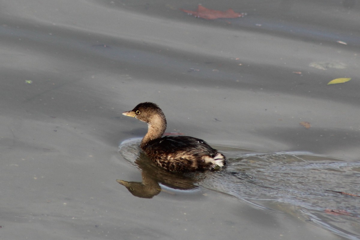 potápka americká - ML647744993