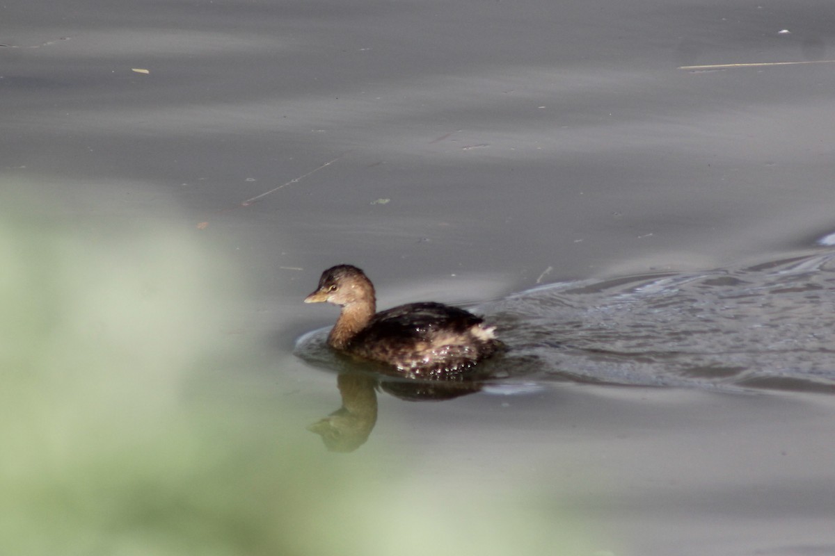 potápka americká - ML647744994