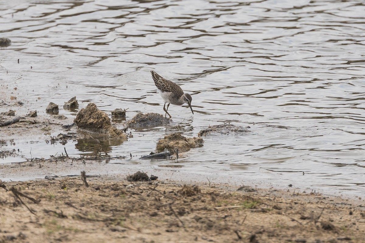 vodouš bahenní - ML647744995