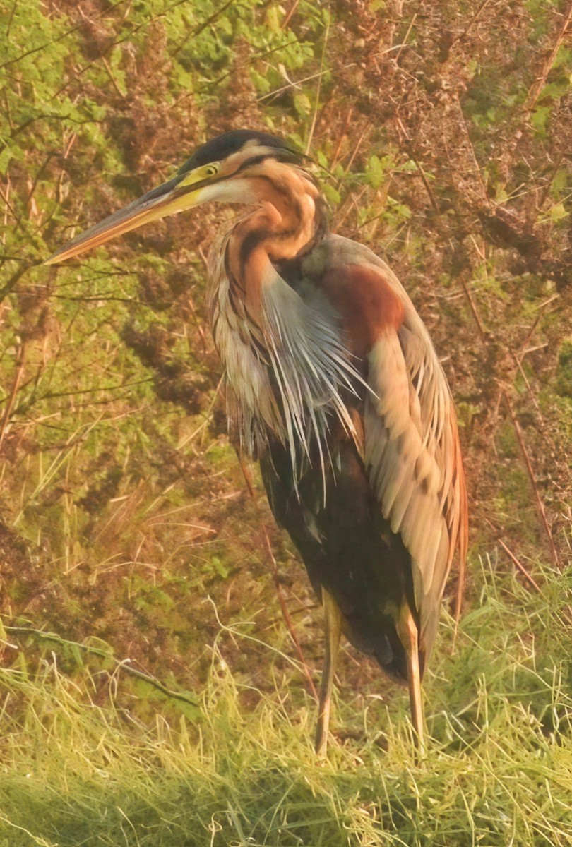 volavka červená - ML647744997