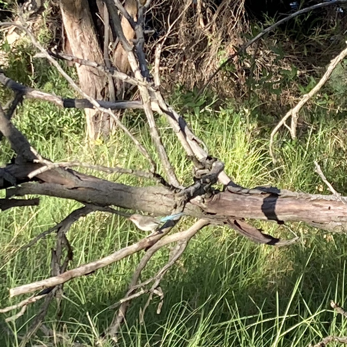 modropláštník modrofialový - ML647744998