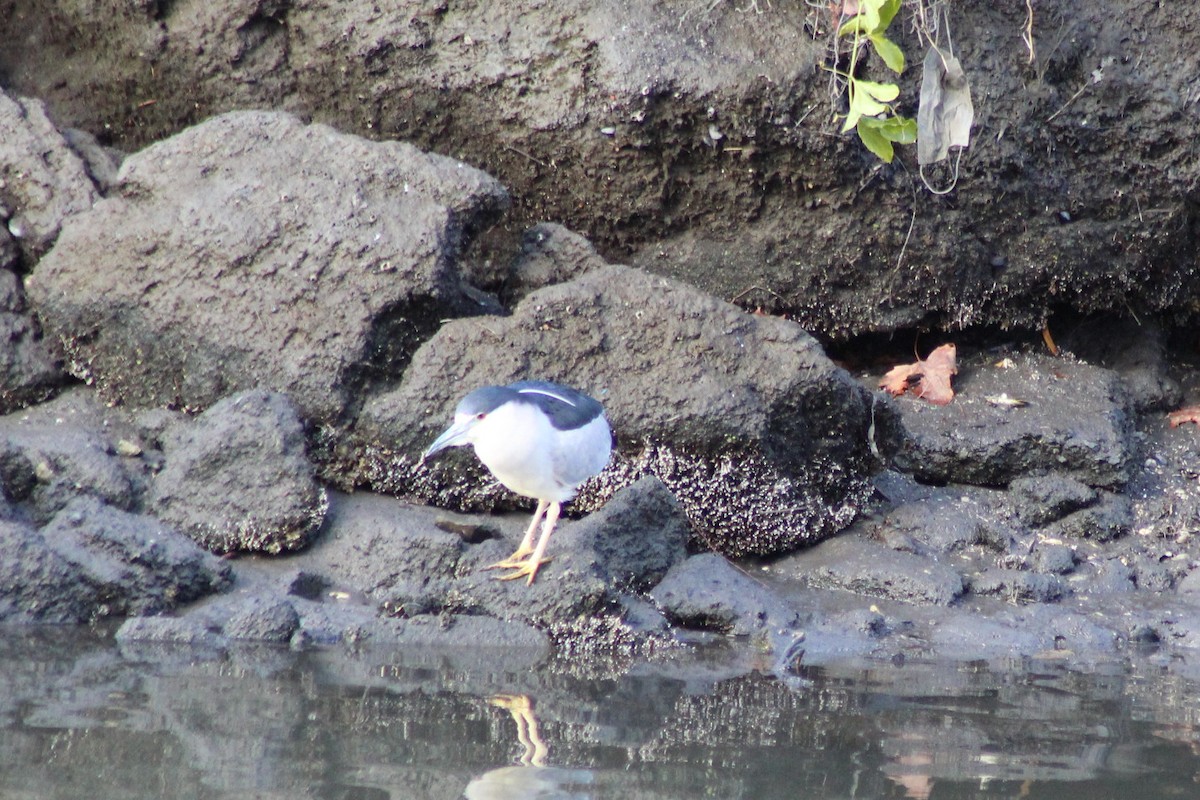 kvakoš noční - ML647744999