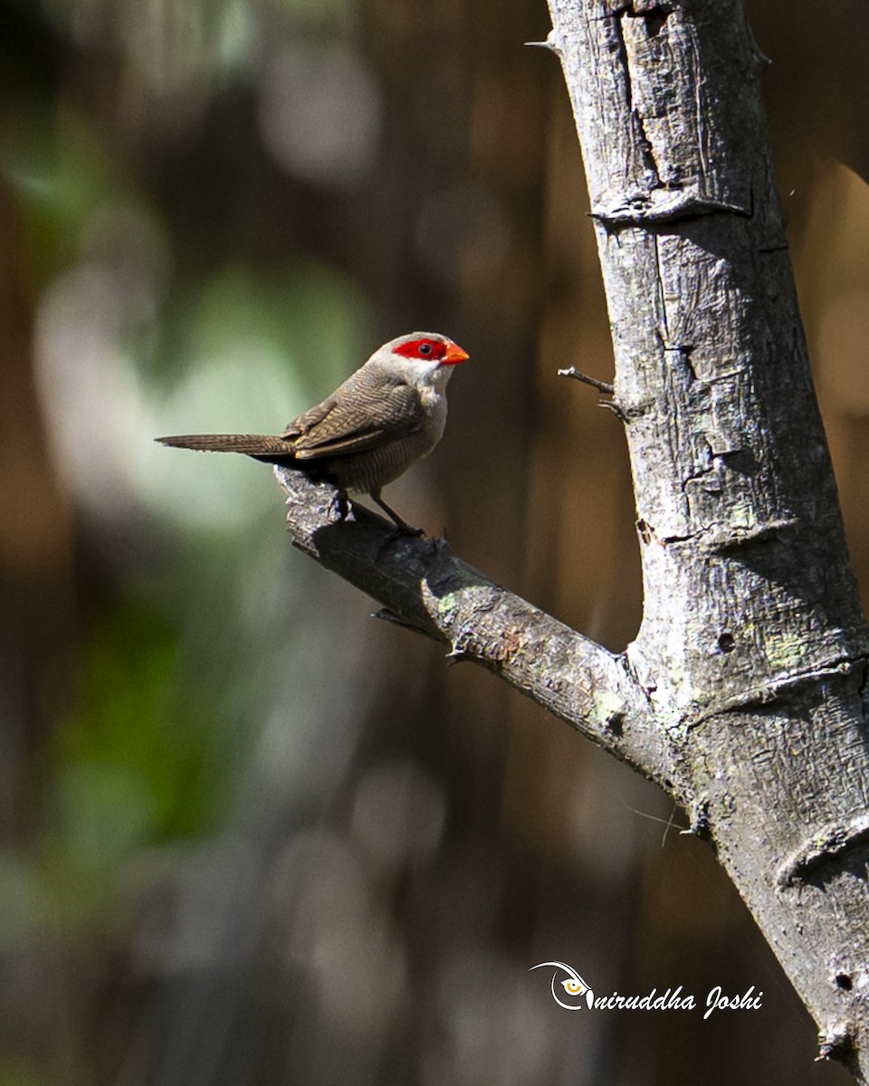 astrild vlnkovaný - ML647745003