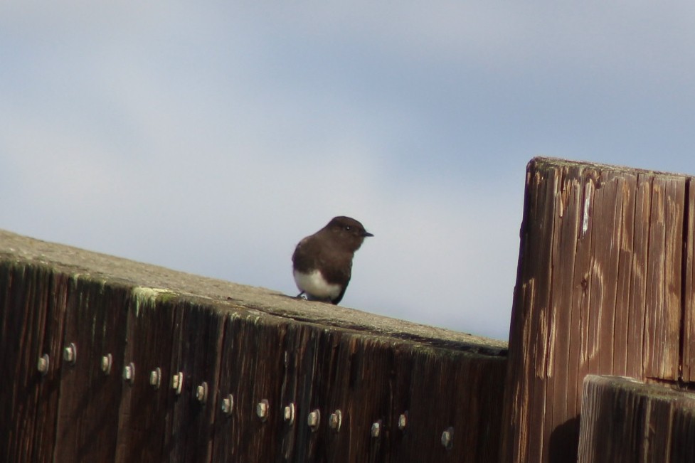 Black Phoebe - ML647745004