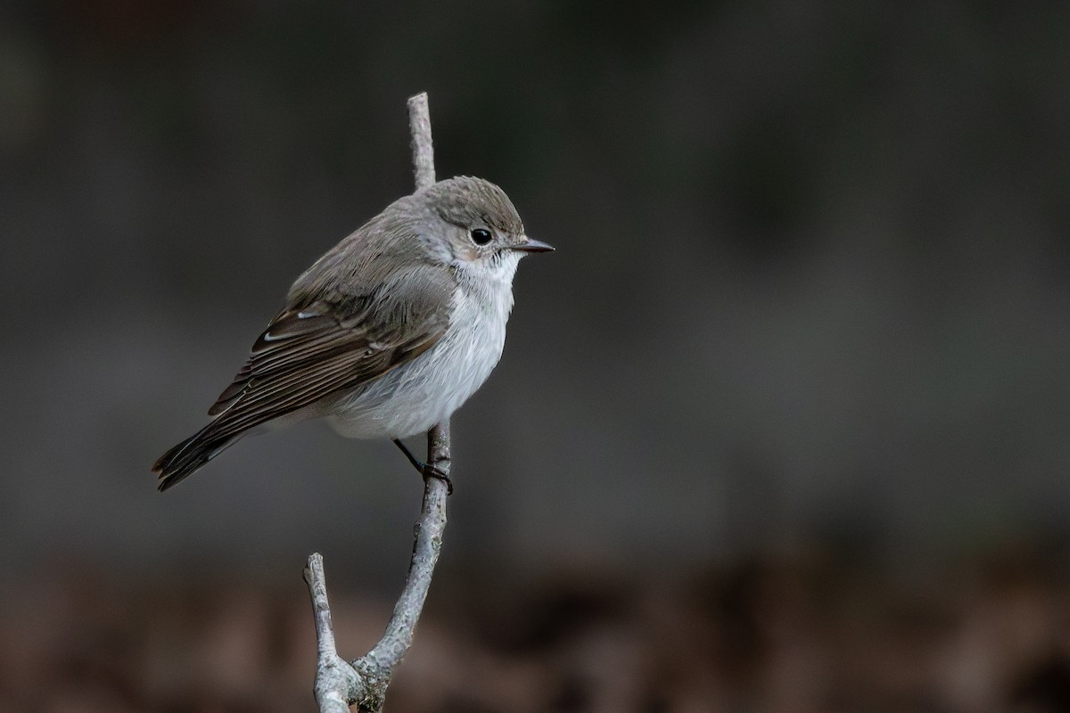 lejsek sibiřský - ML647745005