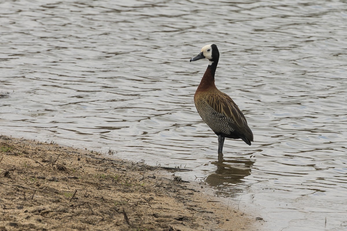 husice nilská - ML647745006