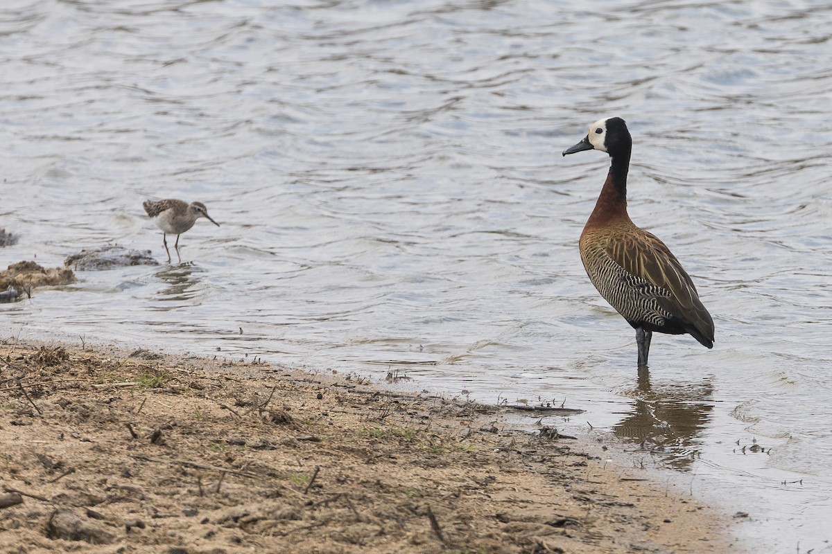 husice nilská - ML647745007