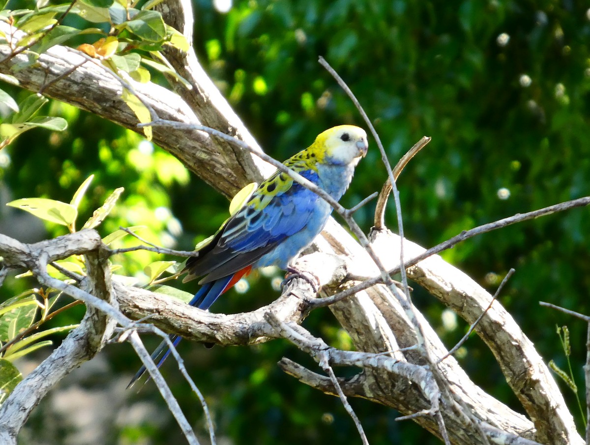 Pale-headed Rosella - ML647745042