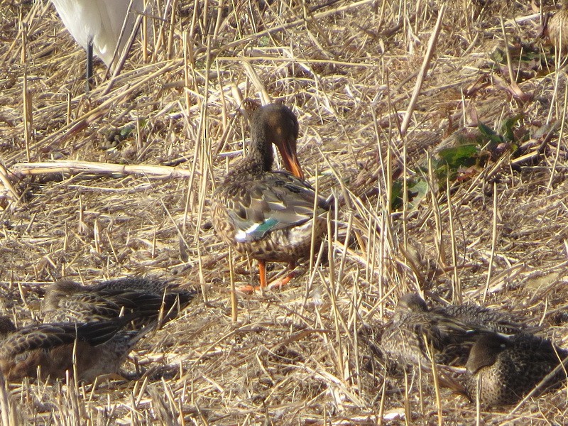 Mestolone - ML647745043