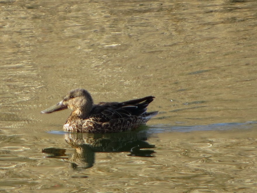 Mestolone - ML647745048