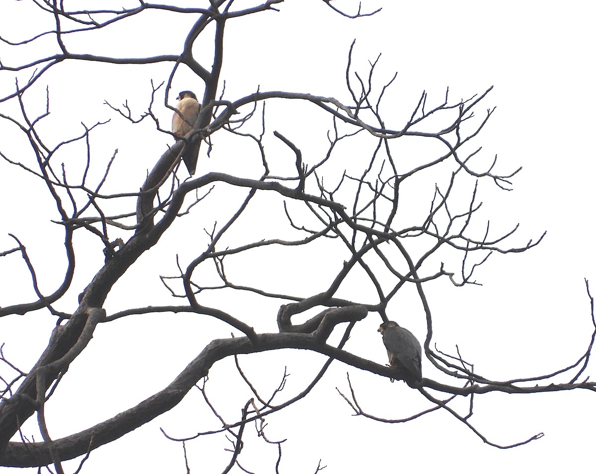 Peregrine Falcon (Red-capped) - ML647745061