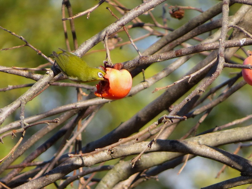 Окулярник японський - ML647745066