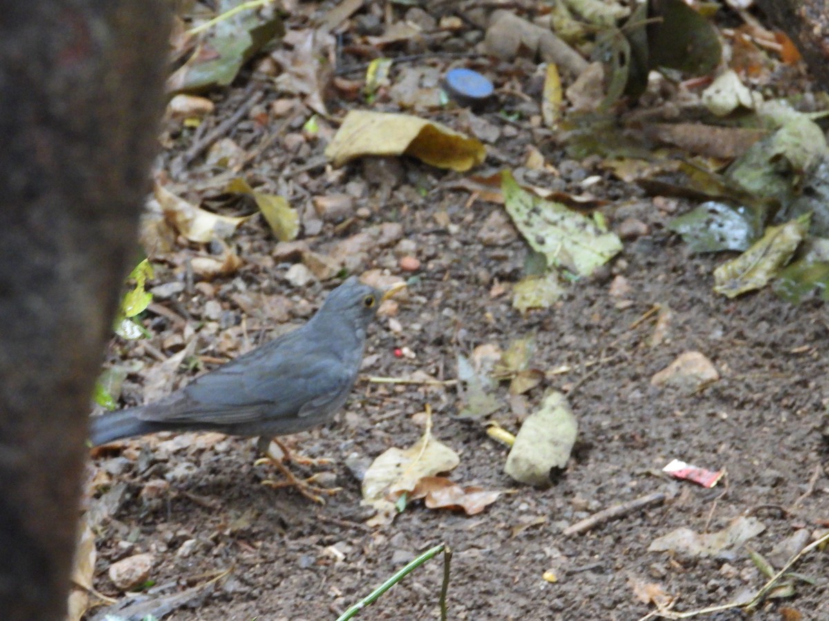 Tickell's Thrush - ML647745067