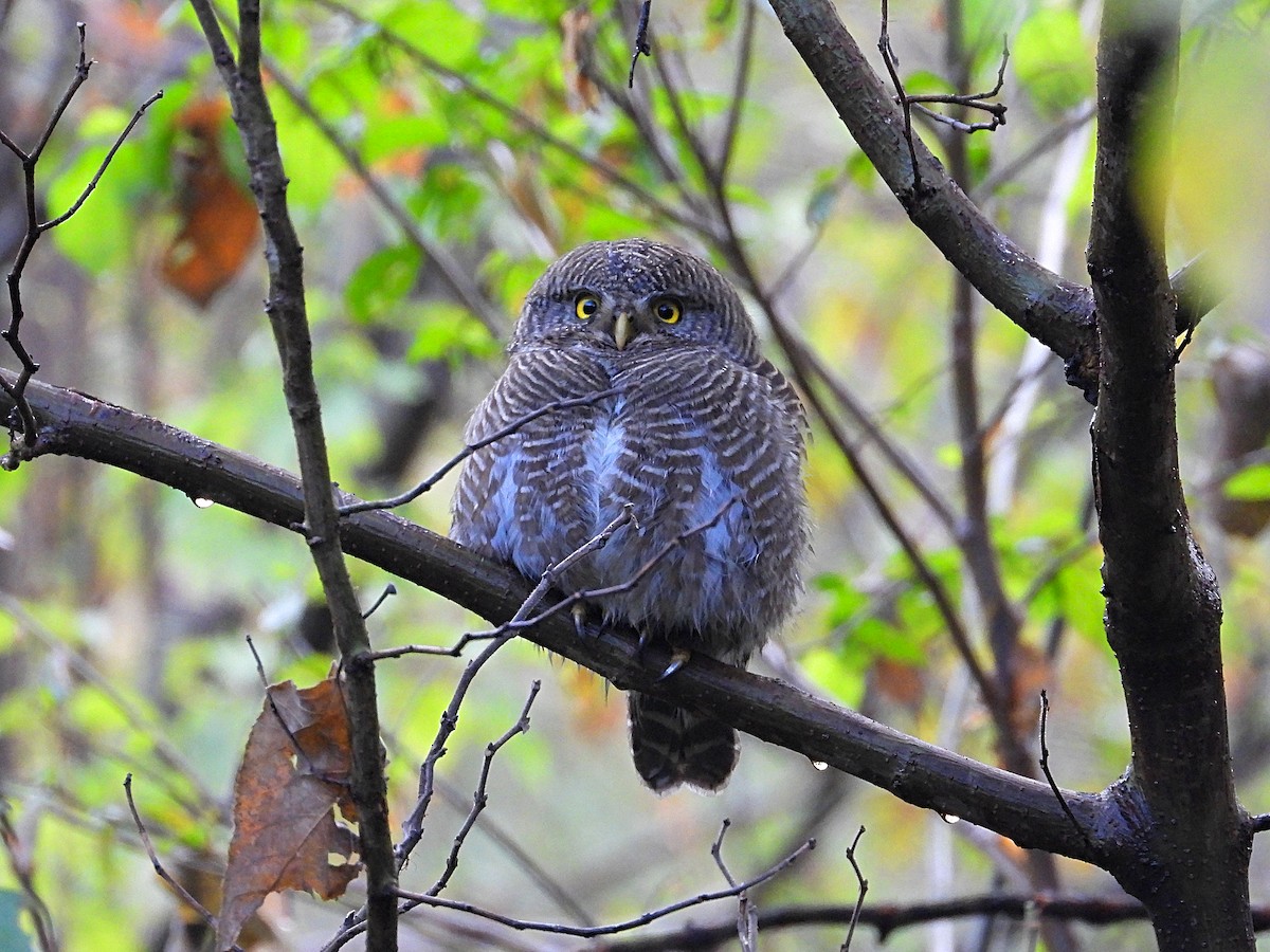 Asian Barred Owlet - ML647745106