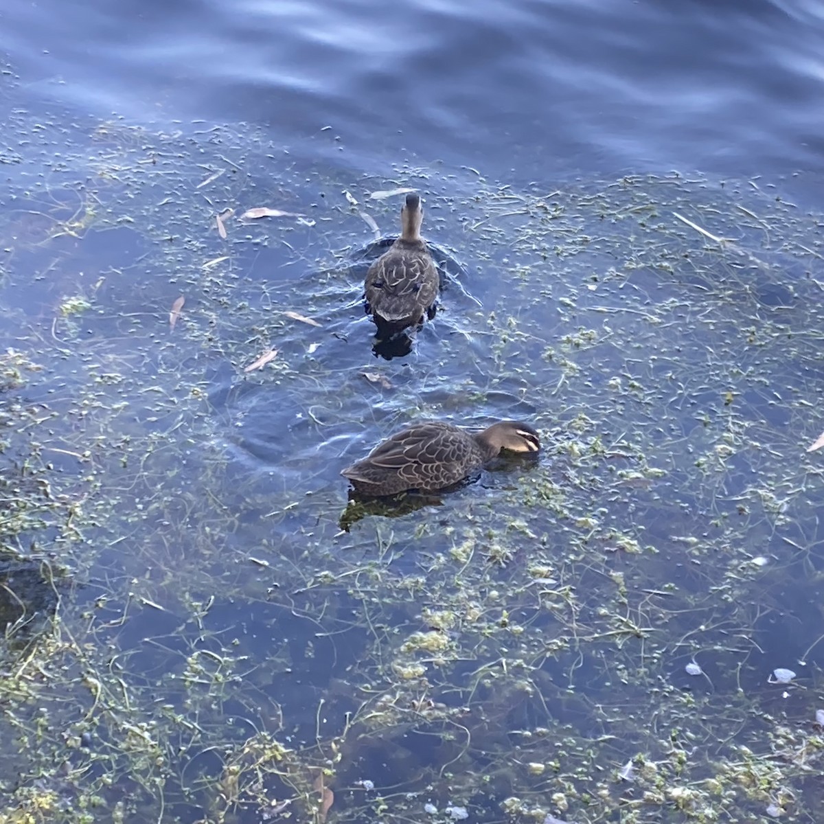 Pacific Black Duck - ML647745110