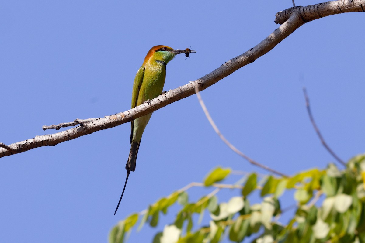 שרקרק חום כיפה - ML647745111
