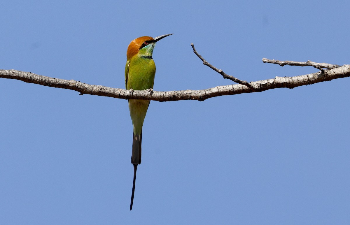 שרקרק חום כיפה - ML647745112