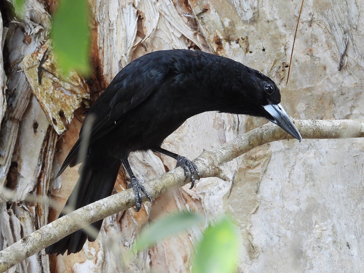 Black Butcherbird - ML647745113