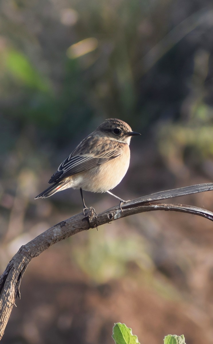 דוחל מזרחי - ML647745114