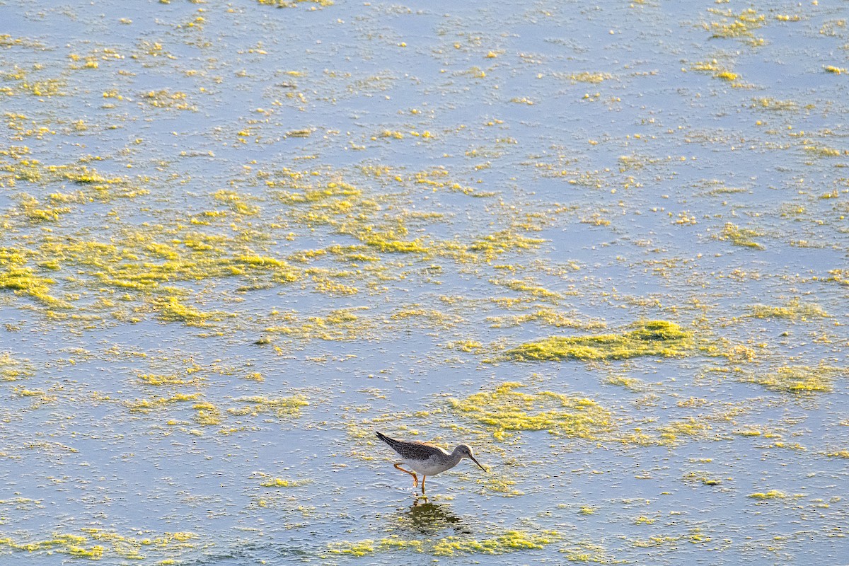 ביצנית עקודה - ML647745115