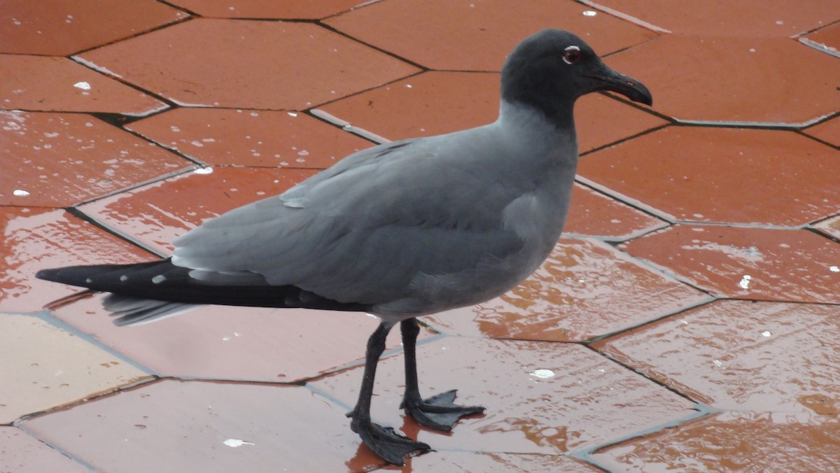 Lava Gull - ML647745117