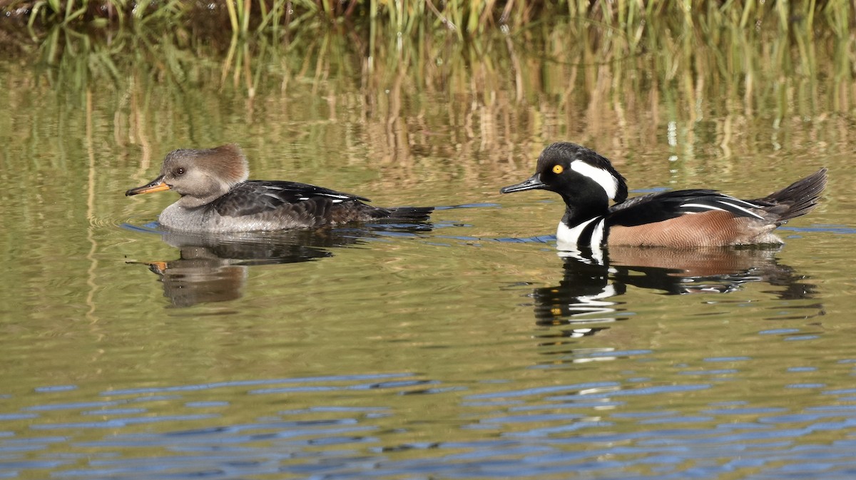 מרגון מקושט - ML647745118