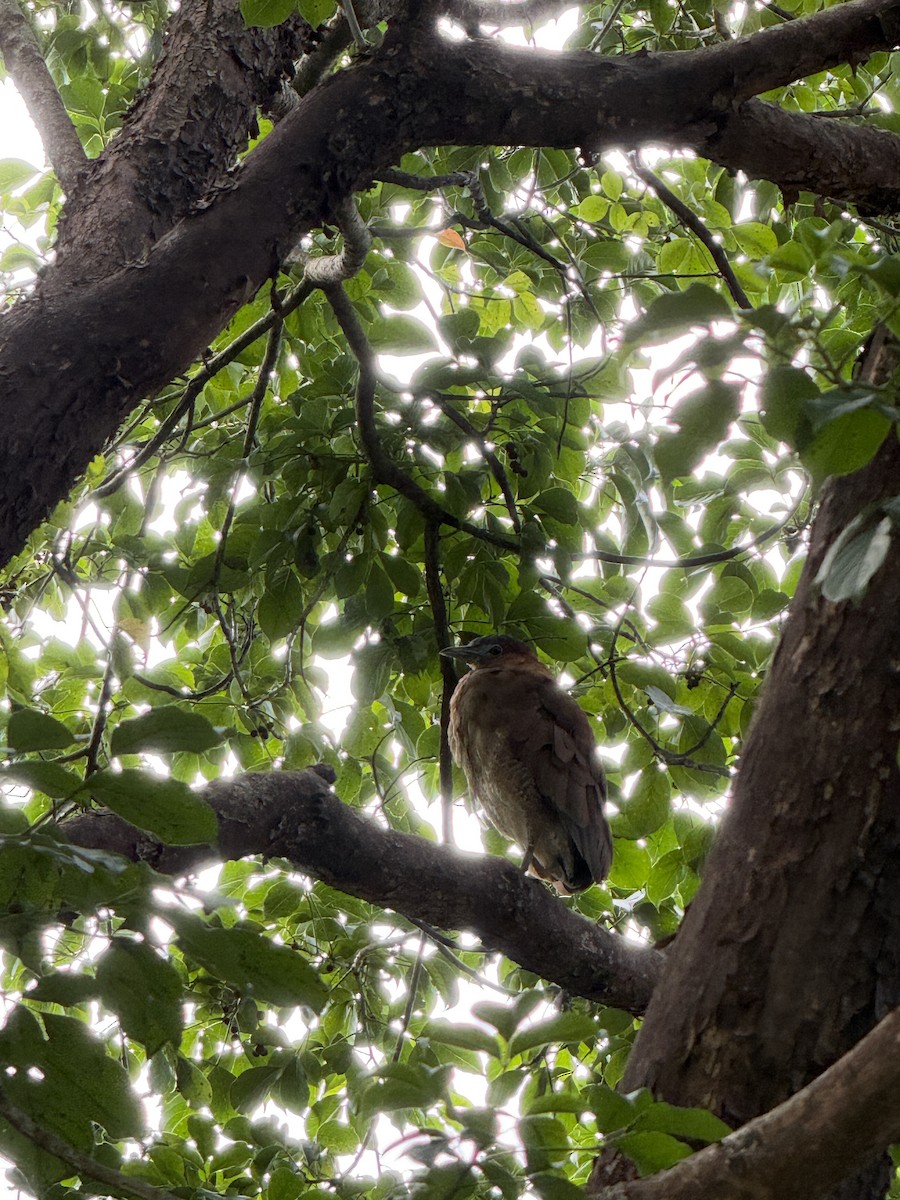 Malayan Night Heron - ML647745119