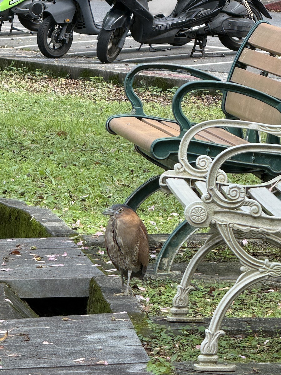 Malayan Night Heron - ML647745120